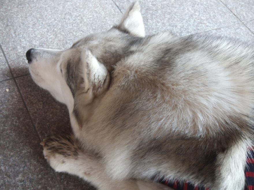 シベリアンハスキー