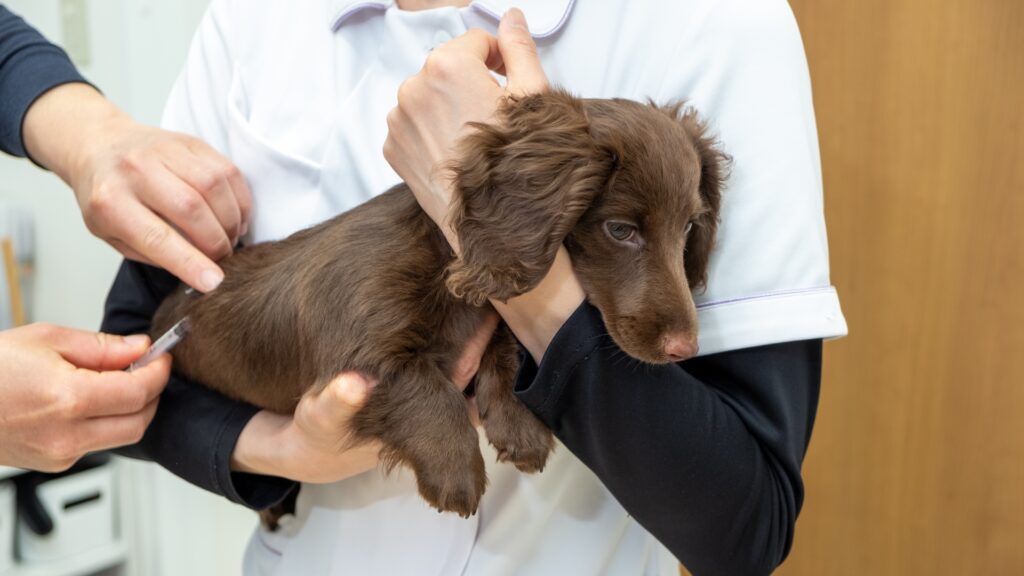 病気の診察以外で動物病院に行くメリット