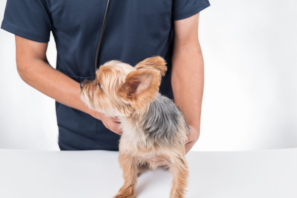 病院にかかる犬