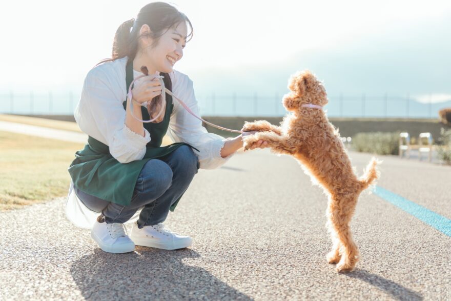 愛犬と遊ぶエプロン姿の女性(道路)