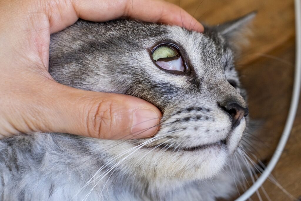 長毛サバトラの猫