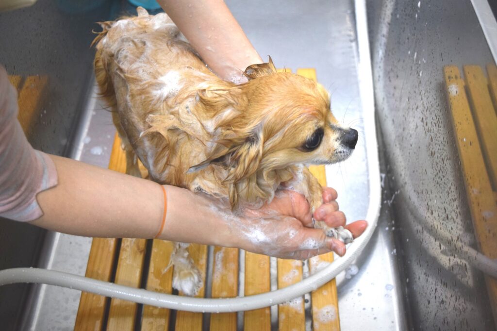 シャンプーに慣れさせる