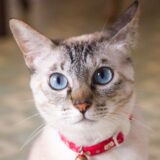 猫の目の色が変わるのはなぜ？疑われる病気や対処法、予防のためのポイントを解説