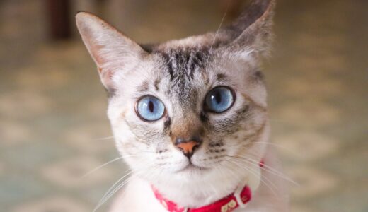 猫の目の色が変わるのはなぜ？疑われる病気や対処法、予防のためのポイントを解説
