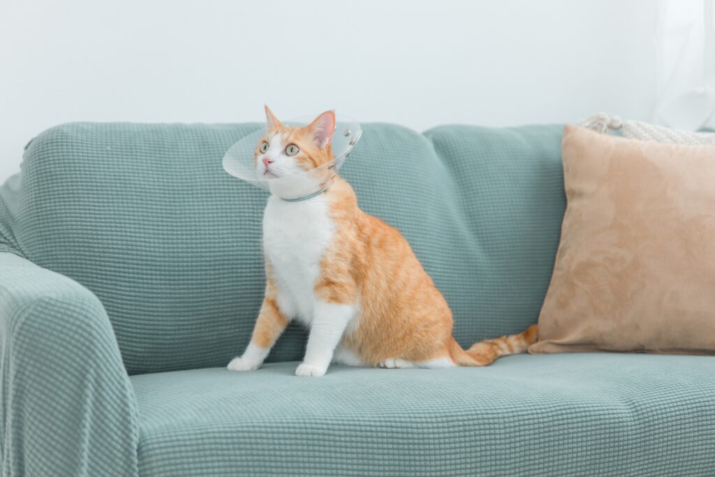 家でエリザベスカラーをつけた猫