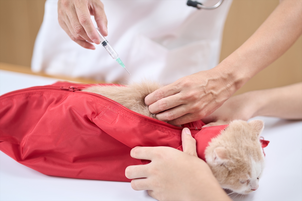 猫に注射をするところ