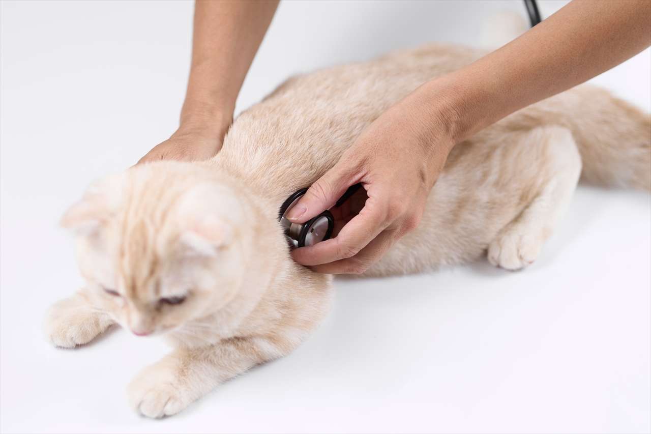 猫の診察