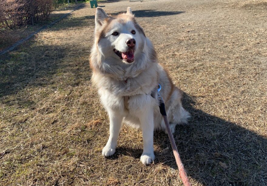 笑顔のハスキー