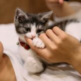 猫の病気は人間に感染する？病気の種類と症状、予防法について解説