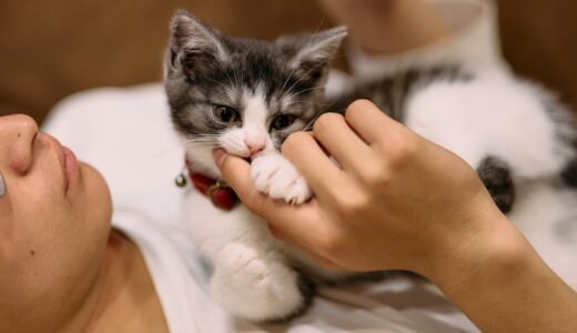 猫の病気は人間に感染する？病気の種類と症状、予防法について解説
