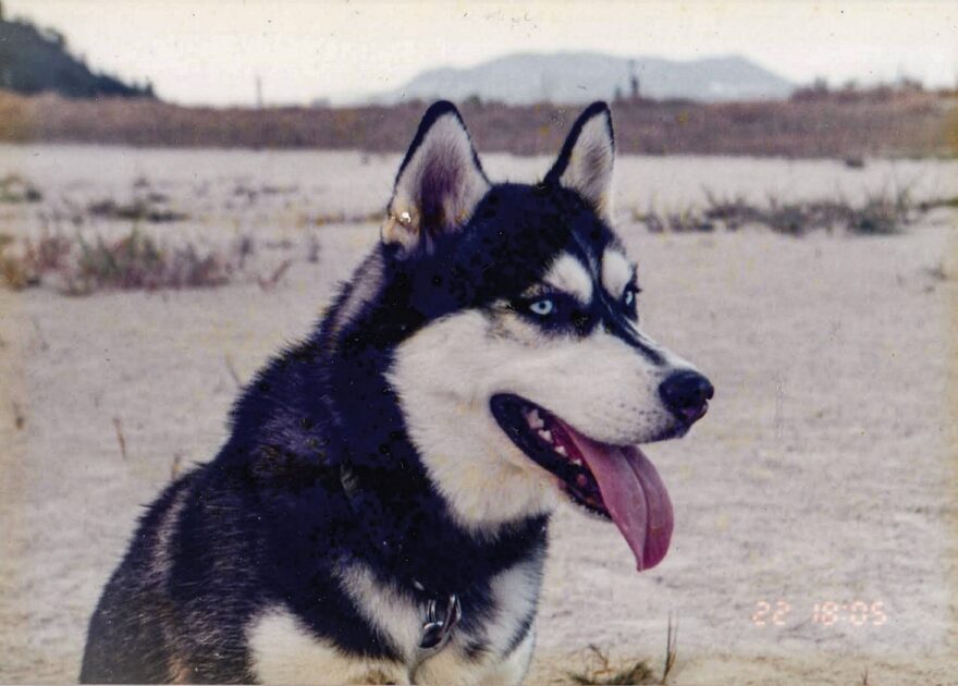 ハスキー犬「アル」