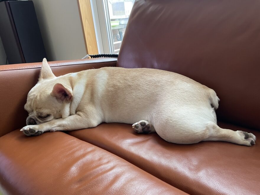 フレンチブルドッグ