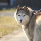 シベリアンハスキーのしつけは難しい？しつけ教室を利用するメリットや選び方を解説