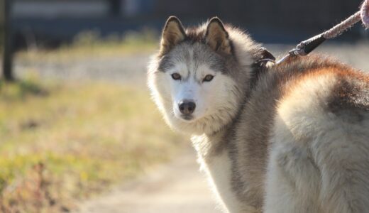 シベリアンハスキーのしつけは難しい？しつけ教室を利用するメリットや選び方を解説