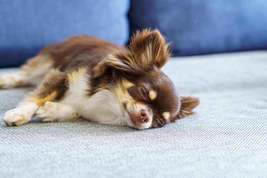 ソファーの上で眠るチワワ