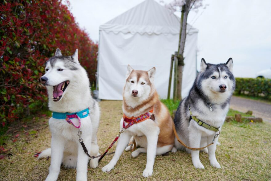 3匹のシベリアンハスキー