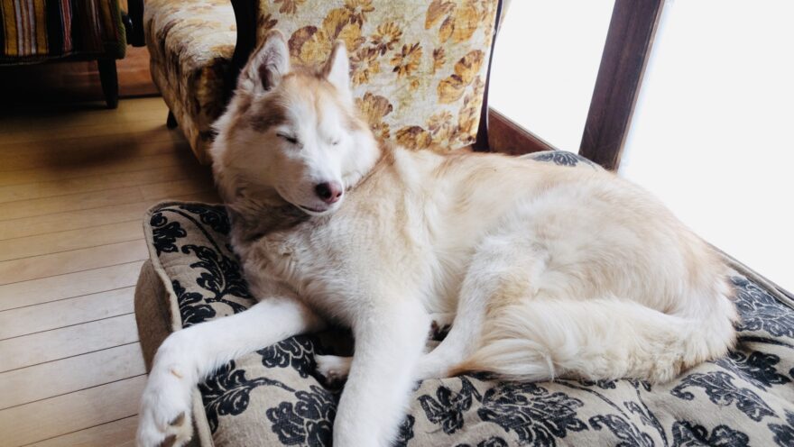 目を閉じるハスキー