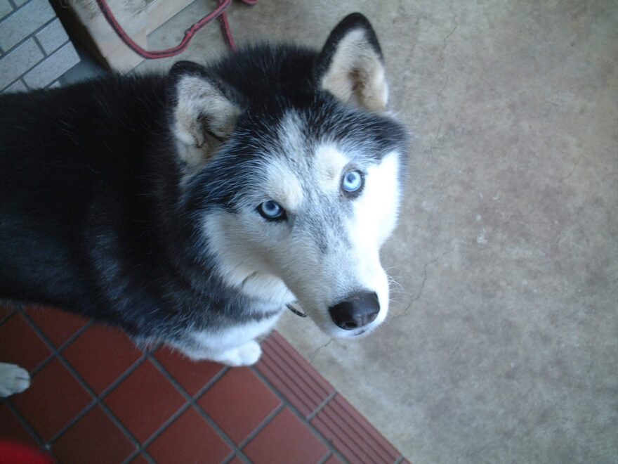 そろそろ散歩行かない?