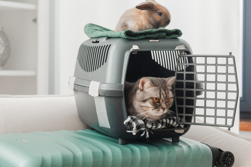 ソファーのスーツケースに猫のゲージと上にうさぎ