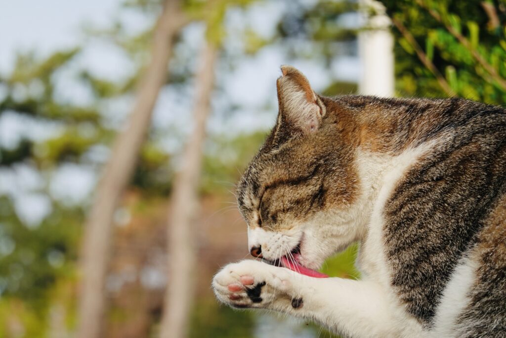 前足を舐めるキジシロ猫