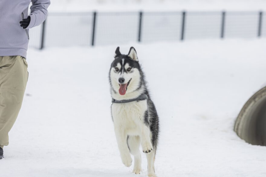 走るハスキー
