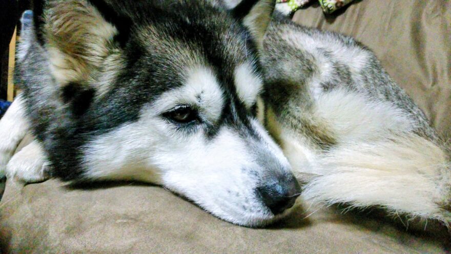 シベリアンハスキー