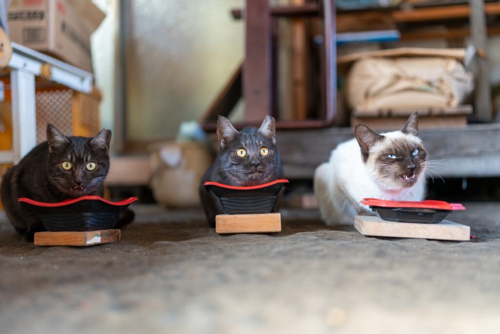 食欲不振が続く