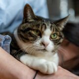 老猫がなりやすい病気｜症状や健康チェックポイント、飼育時の注意点を解説