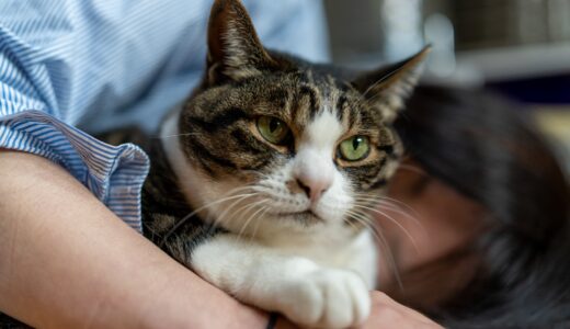 老猫がなりやすい病気｜症状や健康チェックポイント、飼育時の注意点を解説