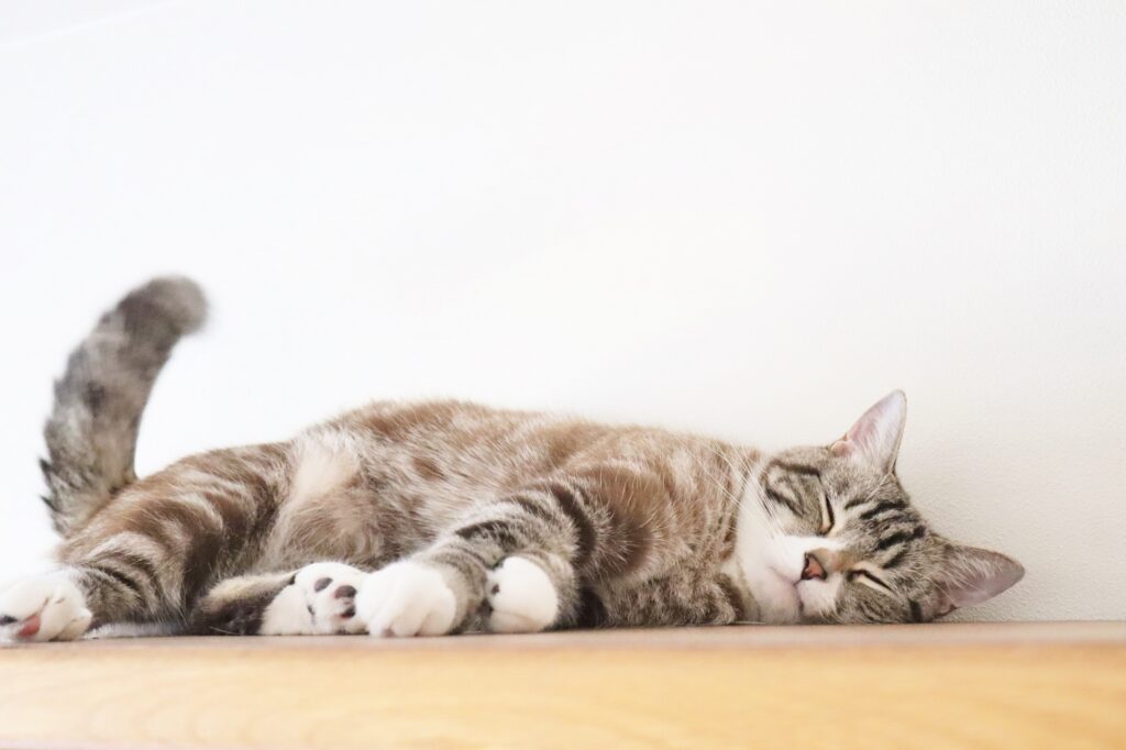 猫 尻尾でお返事する寝ている猫