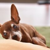 犬の足が震えるのはなぜ？原因や対処法、病気が疑われるケースについて解説