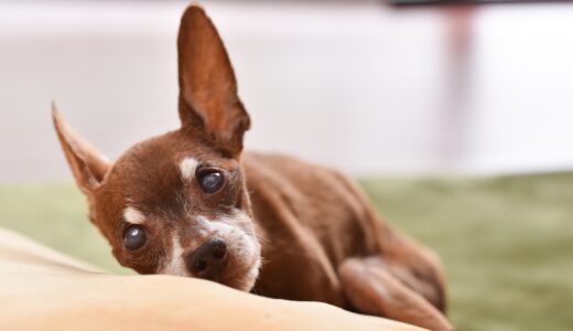 犬の足が震えるのはなぜ？原因や対処法、病気が疑われるケースについて解説