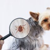 動物病院で行えるマダニの予防法と処置法｜マダニによる病気の種類や受診時の注意点を解説