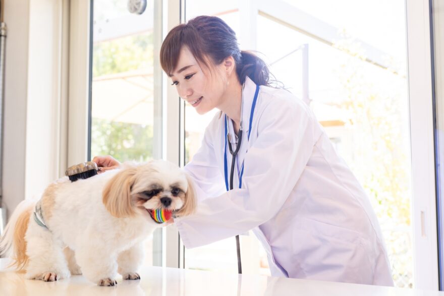 犬をブラッシングする獣医さん