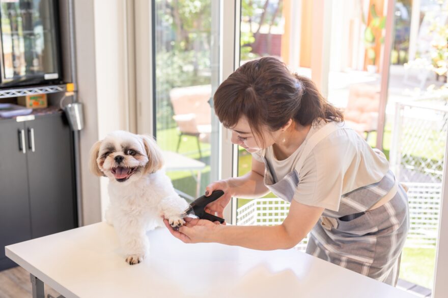 ペットサロンで爪を切る女性
