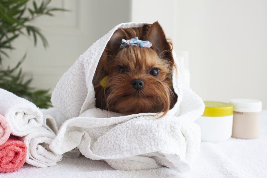 タオルにくるまれるヘアゴムをつけた犬