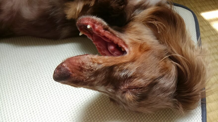 あくびをする犬