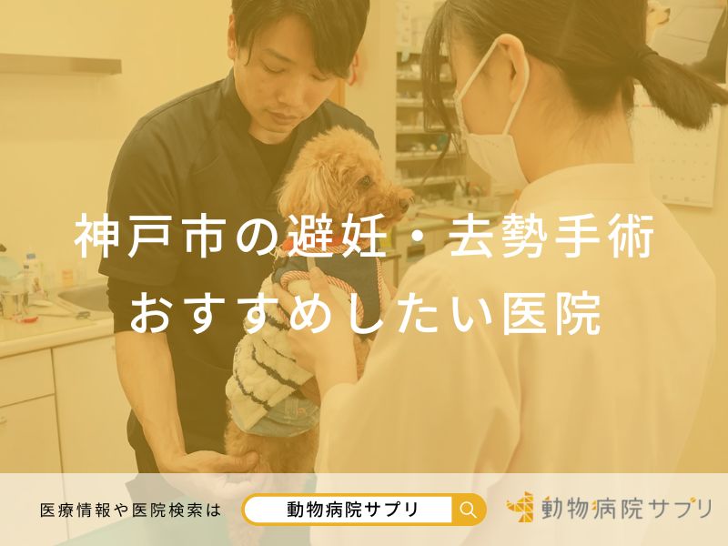 神戸市の避妊・去勢手術 おすすめしたい医院