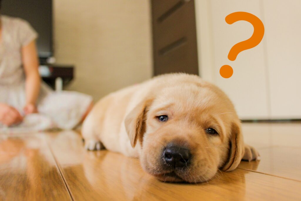 動物病院の受診を迷ったときの判断基準