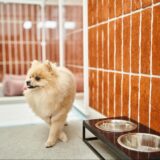 【年末年始のペットホテル】予約前・事前準備・帰宅後のチェックポイントを解説！