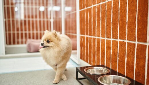 【年末年始のペットホテル】予約前・事前準備・帰宅後のチェックポイントを解説！