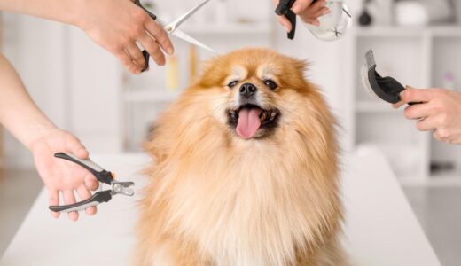ポメラニアンのトリミングはいつから？トリミング利用でお手入れを快適にするコツとは