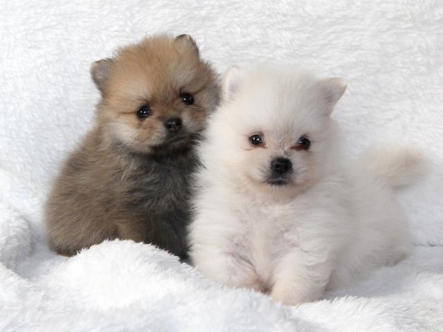 ポメラニアンのトリミングはいつから始める?
