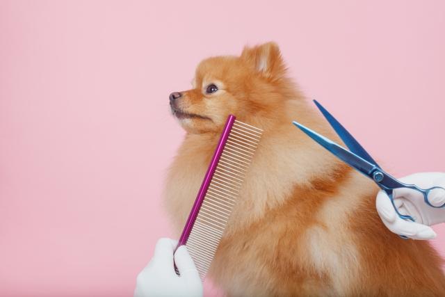 ポメラニアンはカットの必要がない?