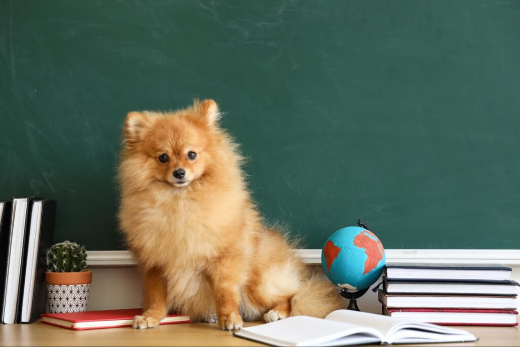 しつけ教室の基礎知識