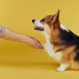 犬種によってしつけ方法が異なる理由やポイント、しつけ教室の選び方を解説します