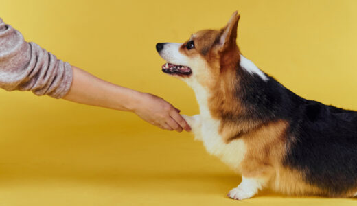 犬種によってしつけ方法が異なる理由やポイント、しつけ教室の選び方を解説します