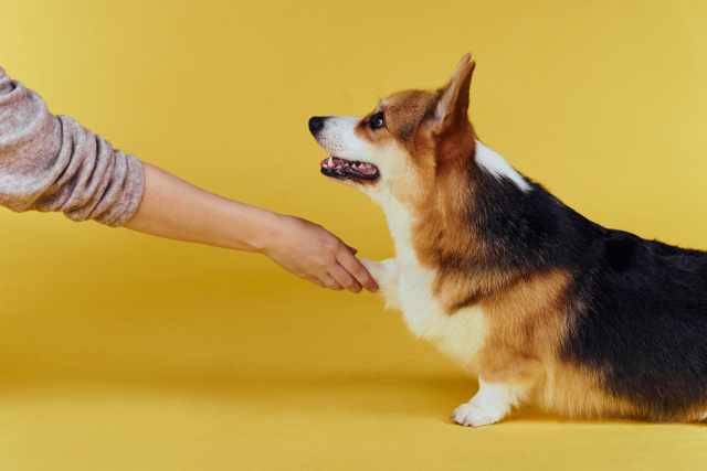 犬種によってしつけ方法が異なる理由やポイント、しつけ教室の選び方を解説します