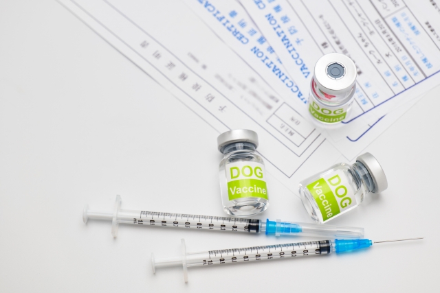 しつけ教室に通う際に狂犬病ワクチンは必要？通うために必要な条件や事前準備を解説