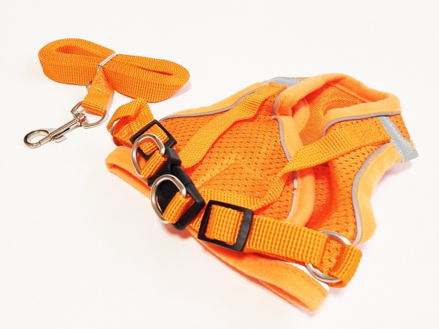 しつけ教室に通う際に必要な準備